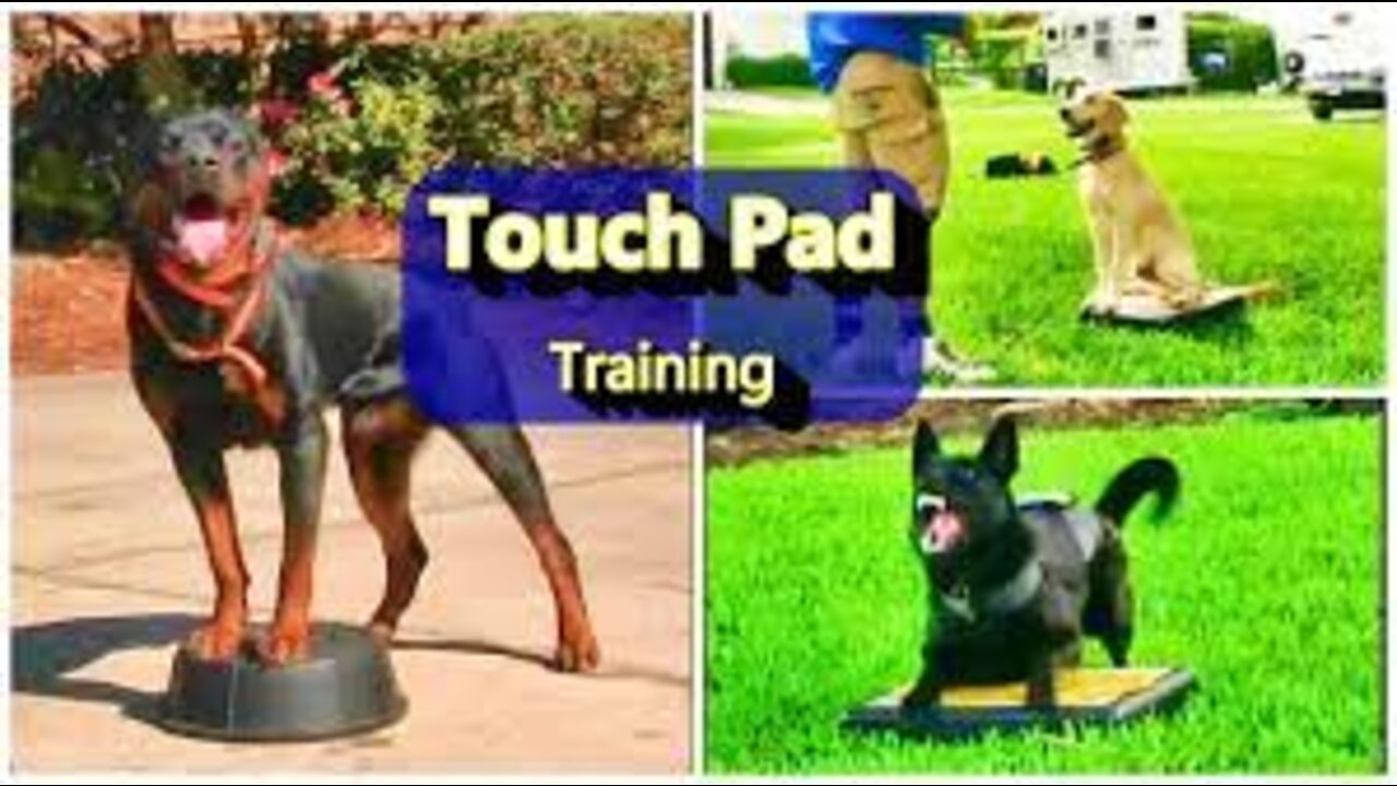 Everyone needs this Dog training skill👍Touchpad training👌-2022