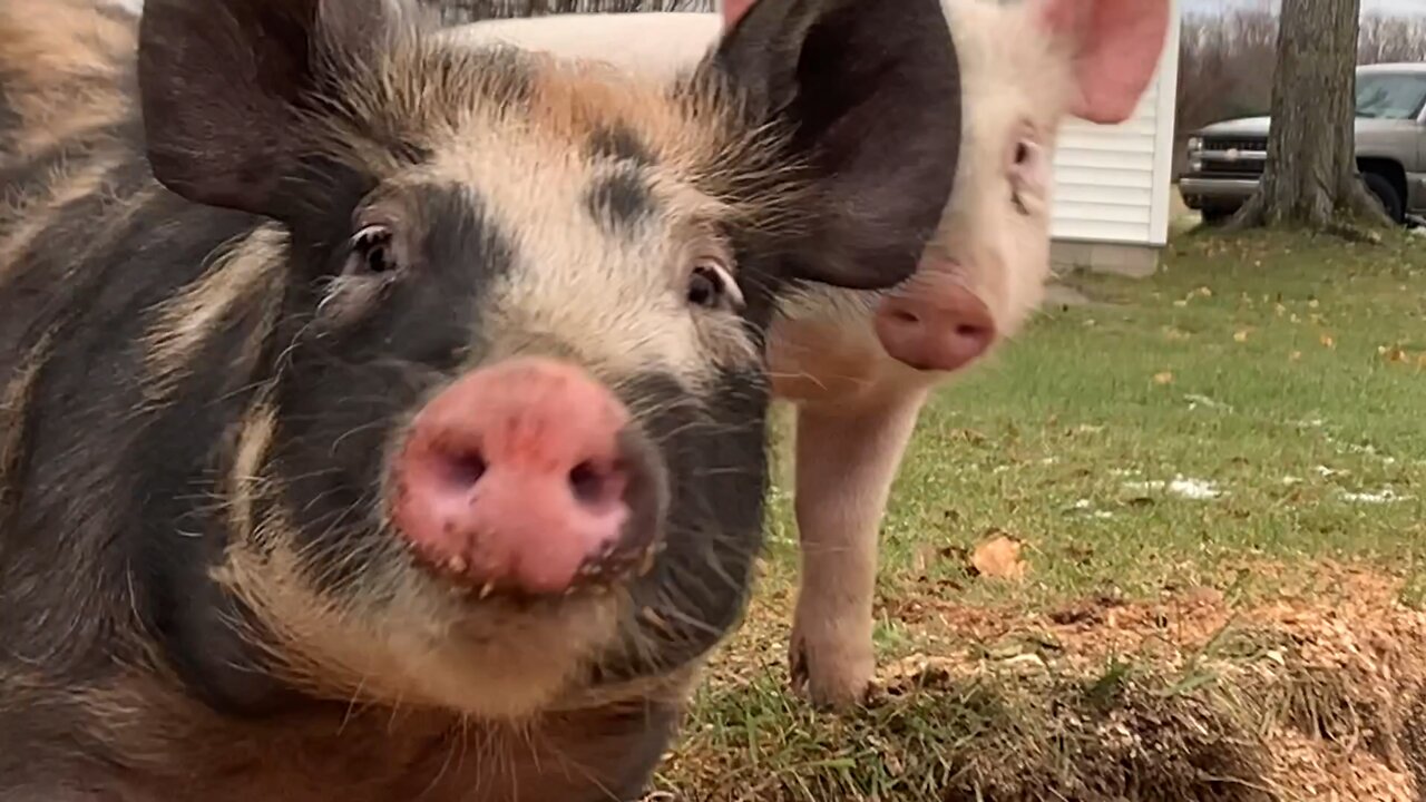 Stray Pigs Came To The Farm!