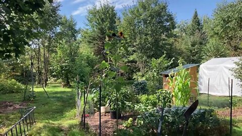 Water world tomatoes (The Tiny Tim) (2022)