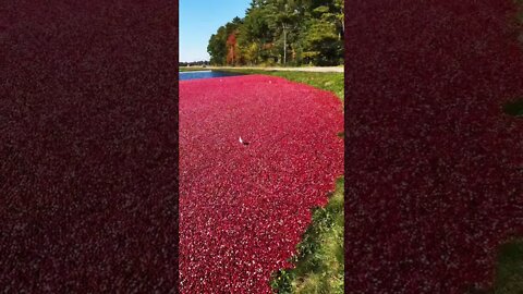 Harvest time! 😮 #harvest #cranberry #harvest2022 #newengland #fall