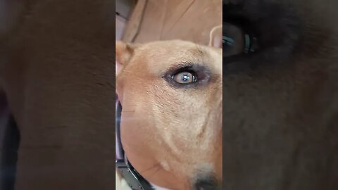 Dog gone vicious pitbulls #pitbull #dog #love #sweet #breed