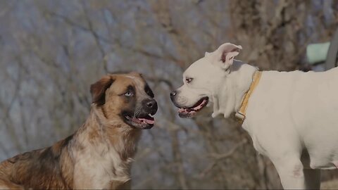 Dogs