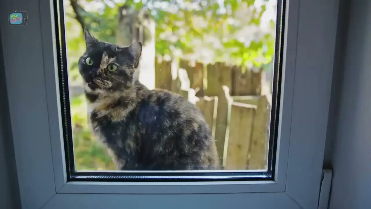 Som de Gato e Gatinhos Miando