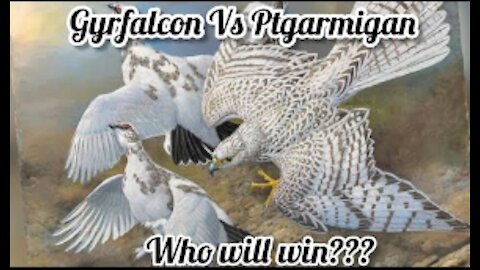 Gyrfalcon Vs Ptarmigan - SKY WAR