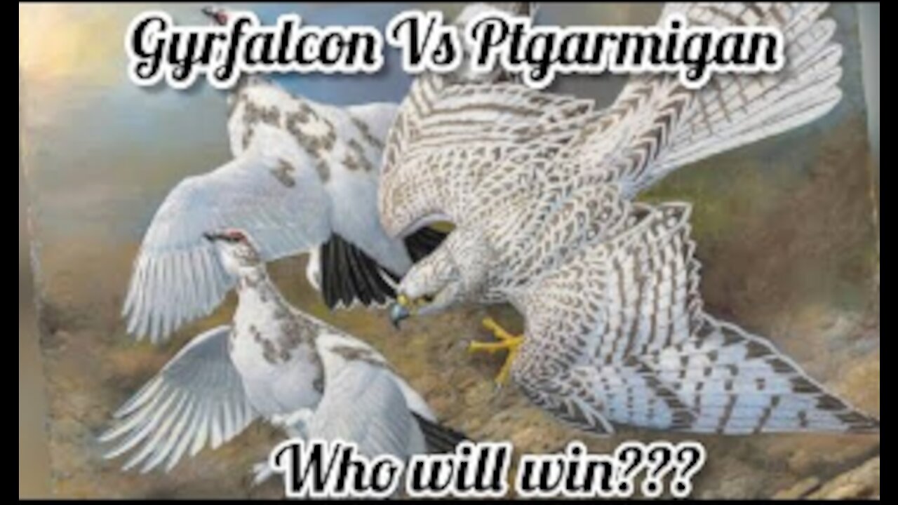 Gyrfalcon Vs Ptarmigan - SKY WAR