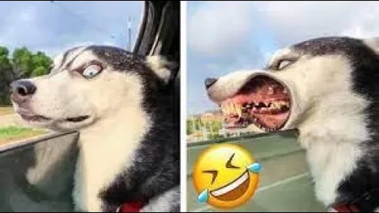Cats And Dogs Funny Video - Funniest Video - Viral Dogs And Cats Videos