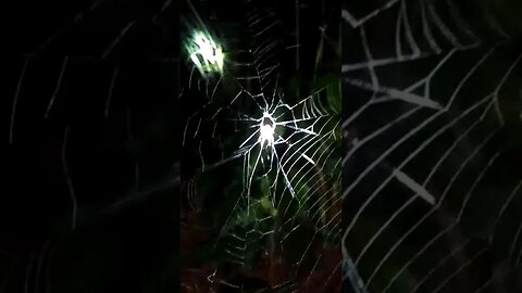 veja a Aranha 🕷 desmanchando a casa
