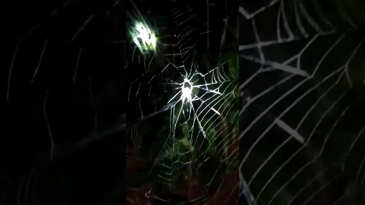 veja a Aranha 🕷 desmanchando a casa