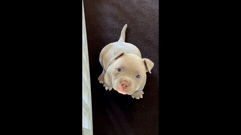 Hi there #cutepuppy #cutepet #cutefrenchie #cutedog