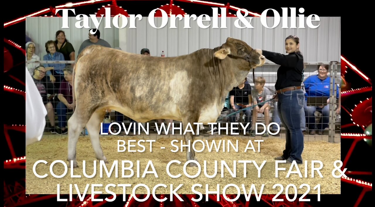🌟Taylor Orrell and Ollie Showin At Columbia County Fair & Livestock Show 2021