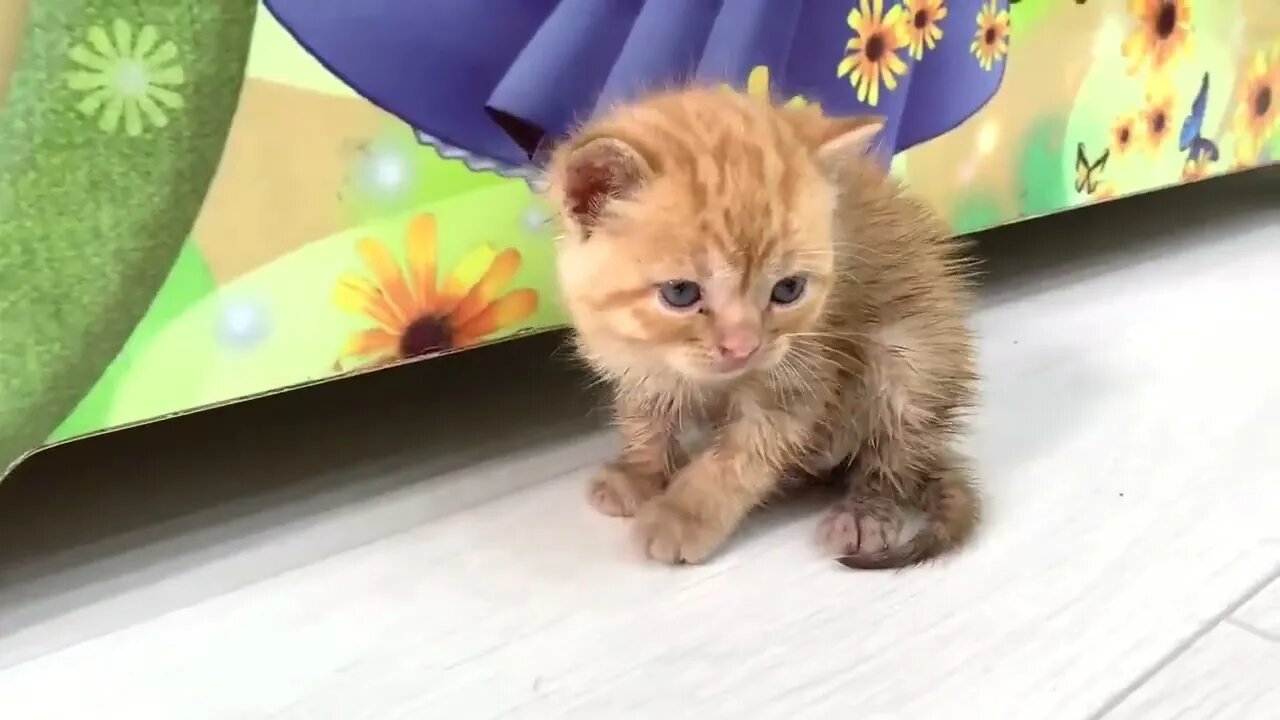 Ginger kitten's first meeting with the cat🐈 Will she feed him or not?