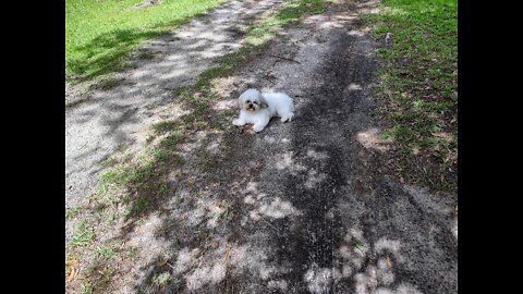 I am a Teddy Bear Puppy:-) I LOVE to RUN!!!