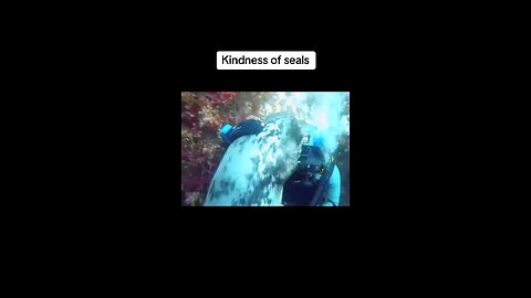 Seal tries to save Human