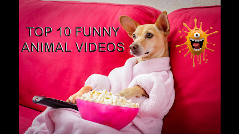 Funny Animals video 2023