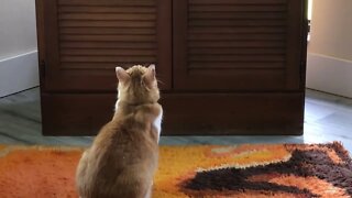 Smithers watching cat TV