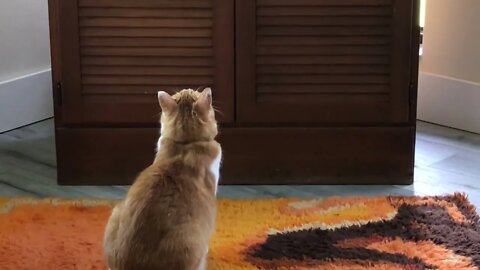 Smithers watching cat TV