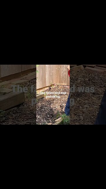 Fallen baby bird panicked 😱 #savingababybird #birdrescue #babybirdrescue #babybirds #babybirdvideo