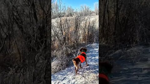 Lily finds one in the brush | Pheasant Hunting