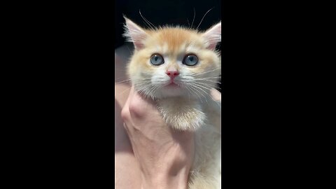 So Cute Cat Meow! Meow!