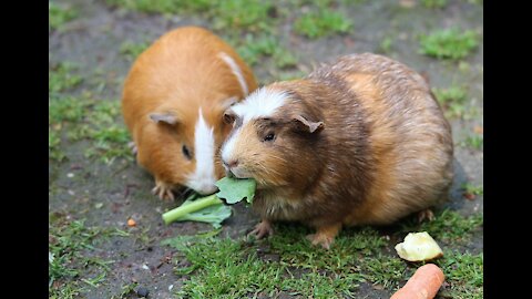 Guinea pigs