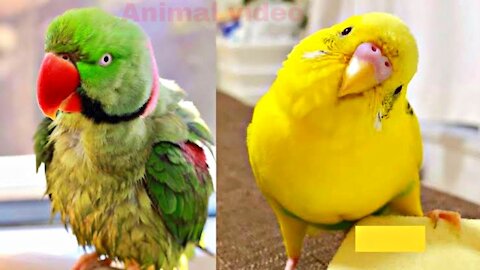 Funny parrot and cute birds video