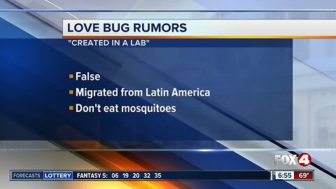 Love Bug Myths