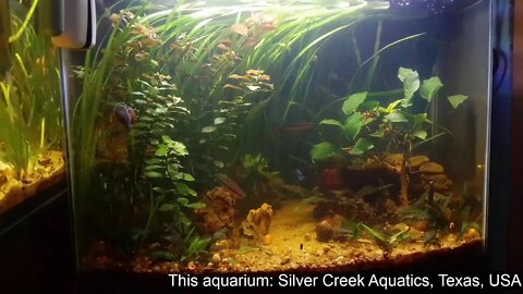 Natural Aquariums Live
