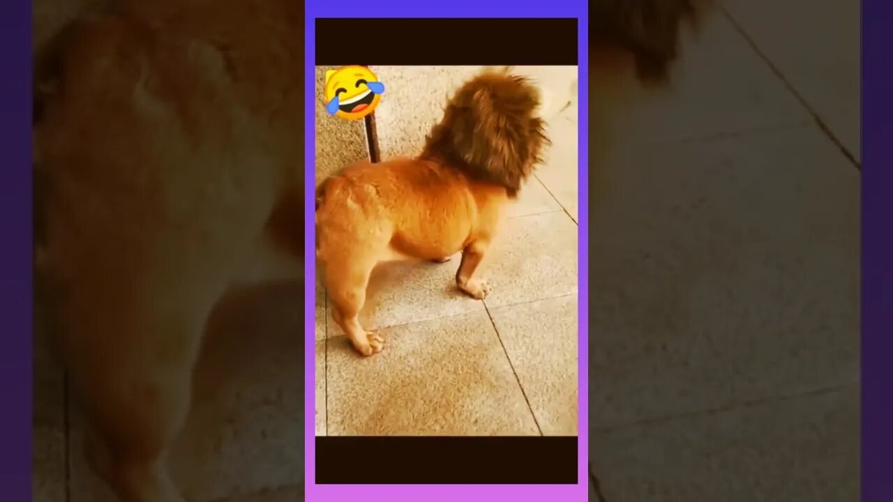 Pug_Lion! #Funny #short video 2022