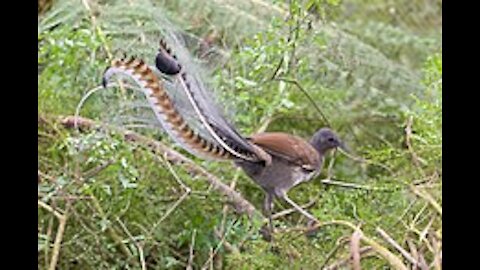 Lyre Bird - Amazing sounds