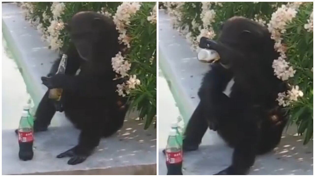 Monkey drinking beer to relax is very funny