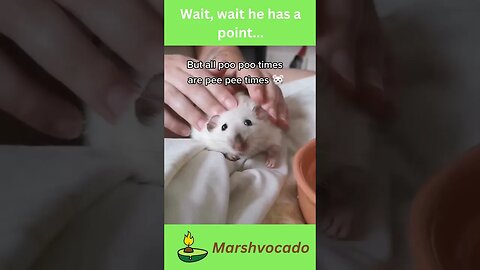 funny hamster #shorts #funny #marshvocado #petsoftiktok #turboflex #rat #turboflexrat #ratpets #fyp