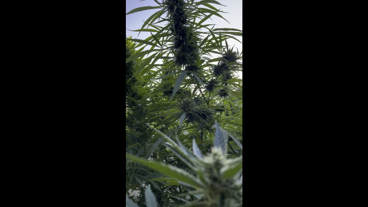 Outdoor garden update nana glue#4