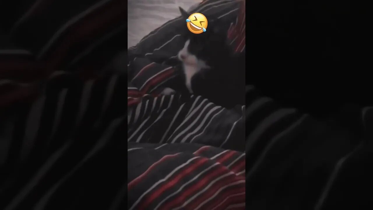 QUANDO FALAREM QUE AMIZADE NÃO INFLUÊNCIA MOSTRE ESSE VÍDEO#shorts #planetaanimalshorts #eulovegatos