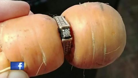 woman finds lost ring on carrot