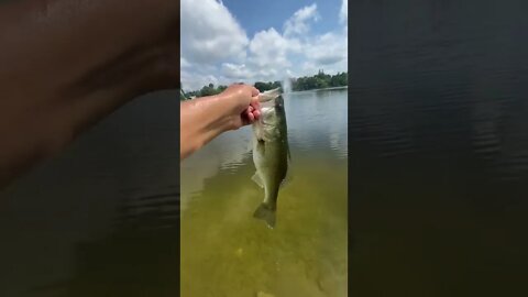 Bass on the Zara spook!