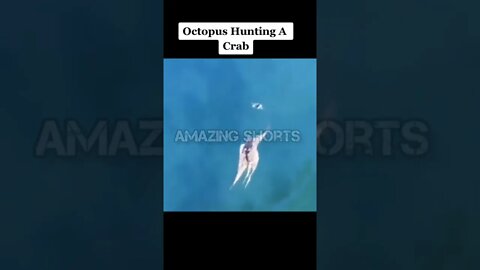 Amazing Shorts, Octopus Hunting A Crab #shorts #short #shortvideo