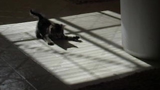 Gray Kitten Cat Chases Shadows on A Tile Kitchen Floor