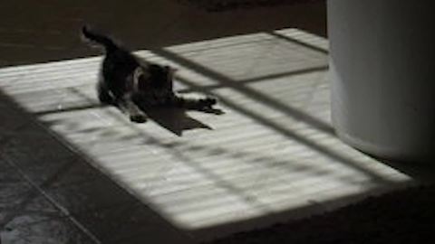 Gray Kitten Cat Chases Shadows on A Tile Kitchen Floor