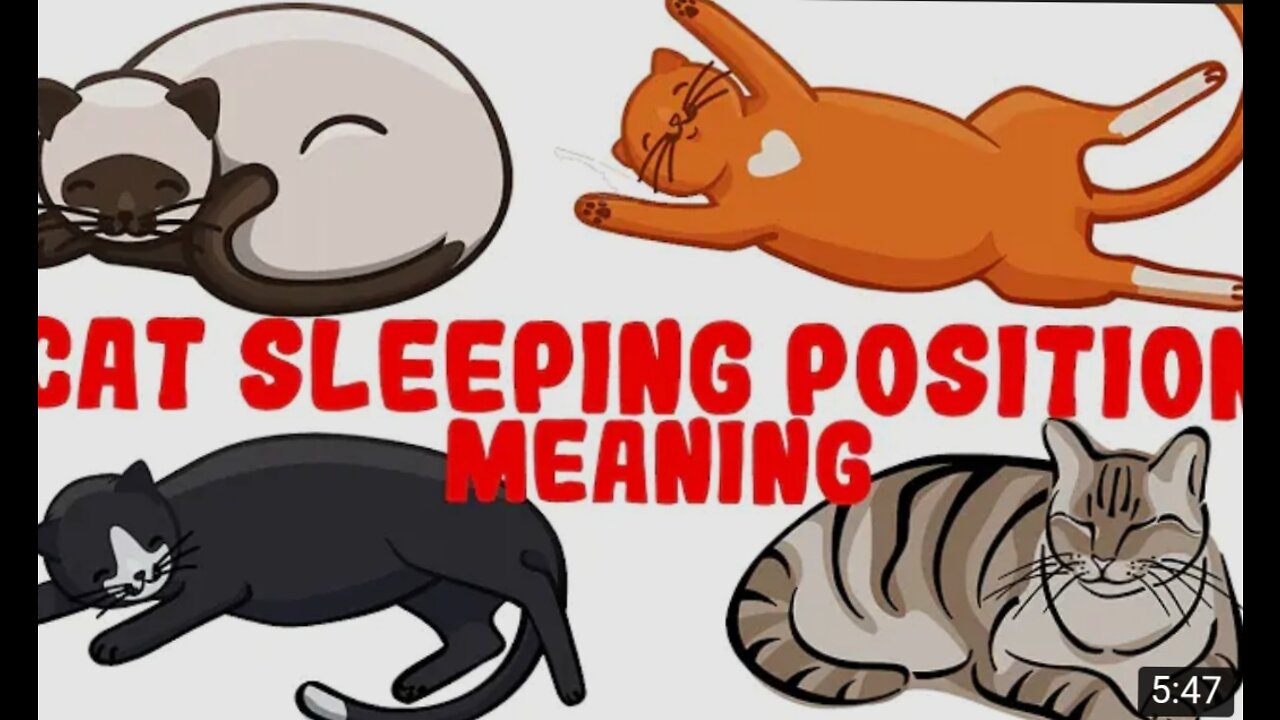 What Your Cat's Sleeping Position Reveals About Their Health and Personality