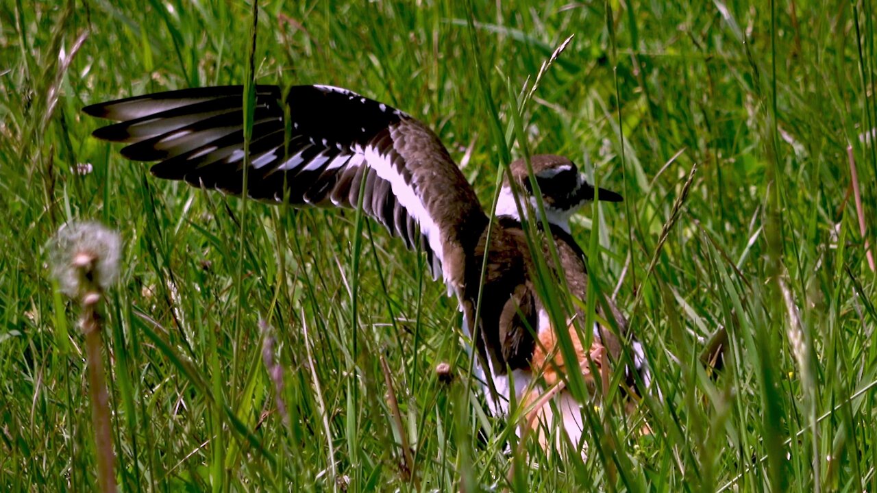 Mother killdeer and her mate are extremely dedicated parents