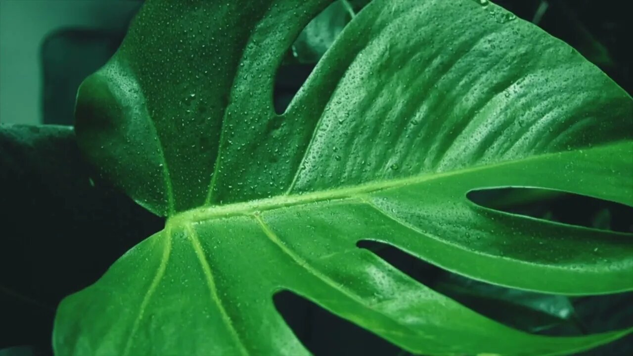 ASMR for Sleep I Peaceful Rain Sounds I One Hour