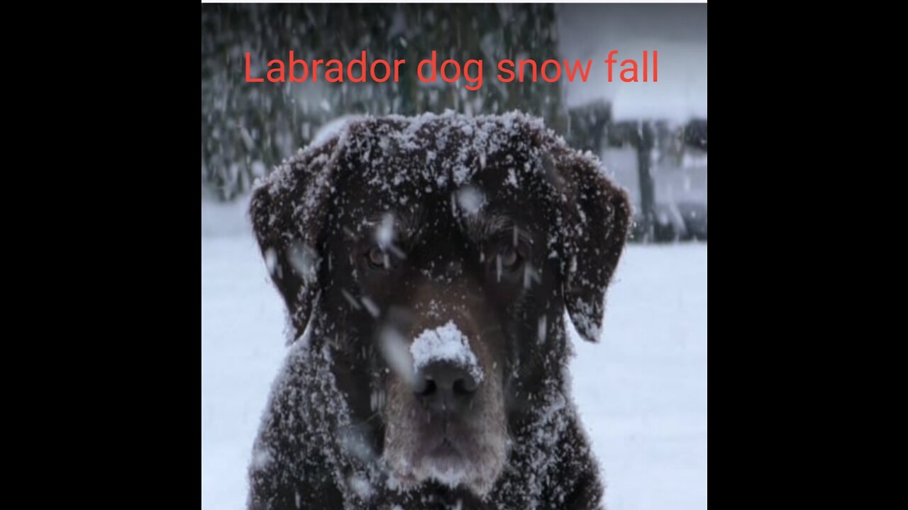Labrador dog australian Retriever Dog