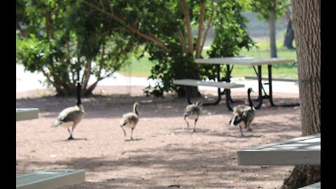 Rocky Mountain Nats 2021 By Cindy