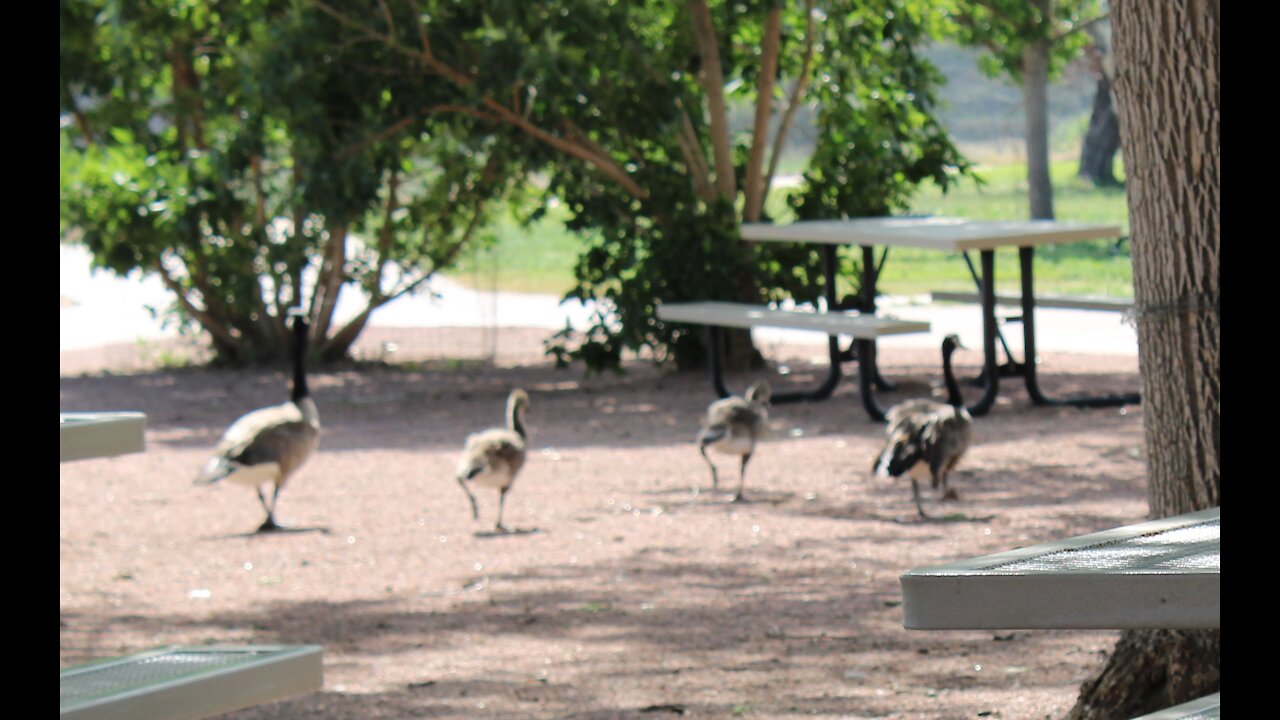 Rocky Mountain Nats 2021 By Cindy