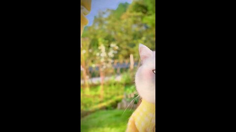 Handshaking kitten