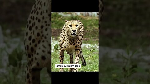 Relaxing Video