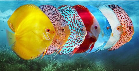 Discourse. No, not from the word discus.