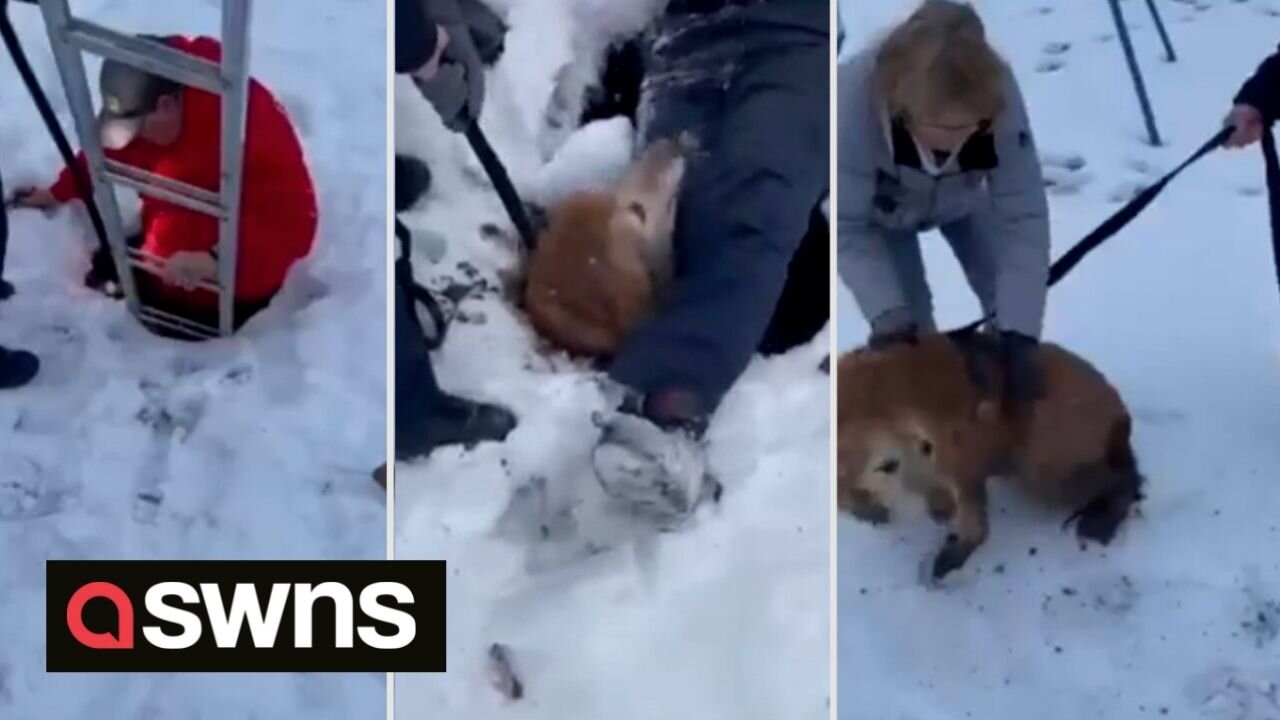 Dog rescued from sinkhole after another dog alerted its owner that she was trapped