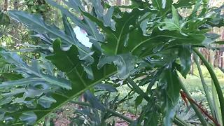 Black bears invading Pasco County neighborhoods | Digital Short