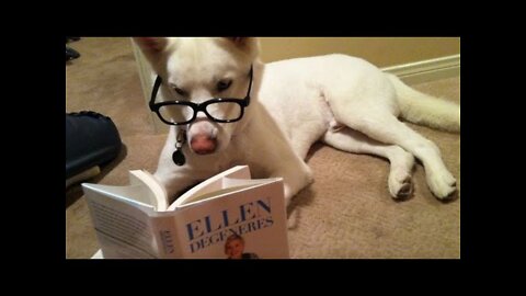Funny animals#funny animals# funny moments of pets